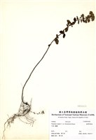 藏品(野薄荷)的圖片